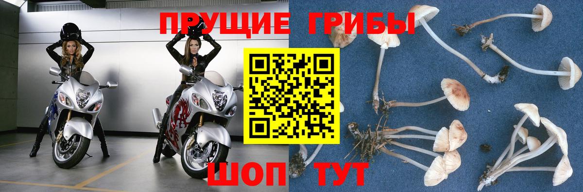 Псилоцибиновые грибы Cubensis  Владимир 